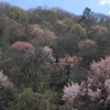 戸赤の山桜