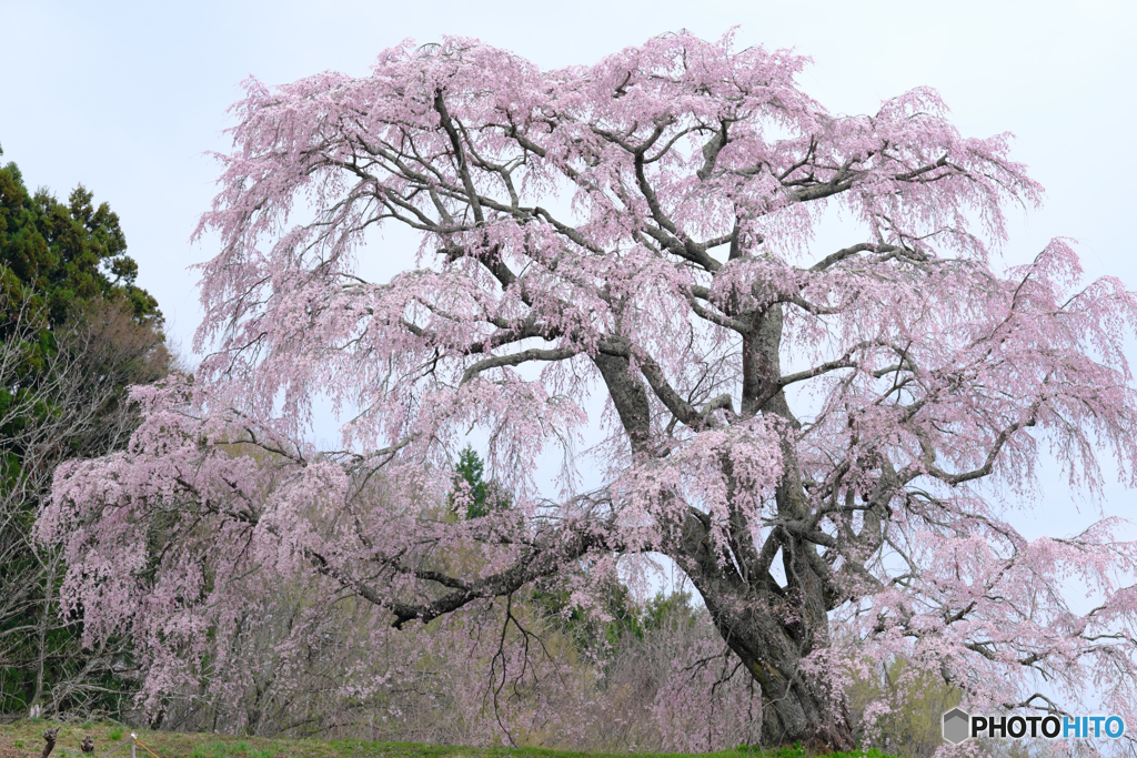 五斗蒔田桜