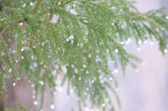 雫