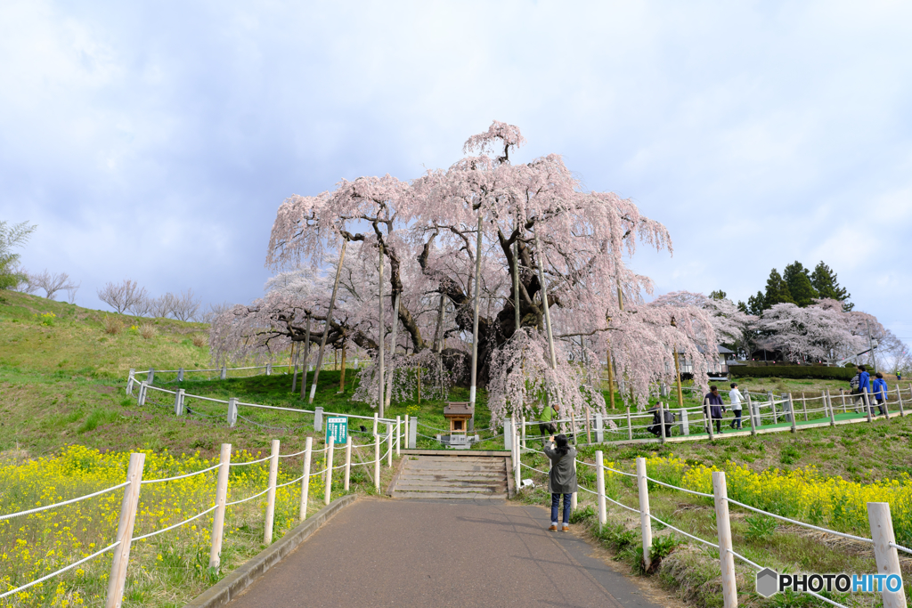 三春滝桜