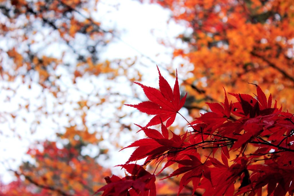 紅葉