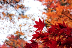 紅葉