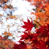 紅葉