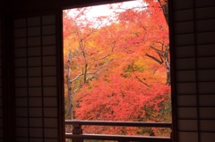 麩から覗く紅葉