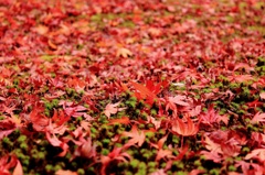 紅葉の絨毯