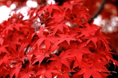 朱と紅