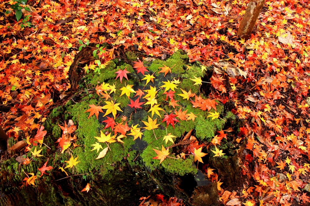 切り株と紅葉の絨毯