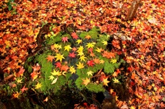 切り株と紅葉の絨毯