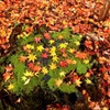 切り株と紅葉の絨毯