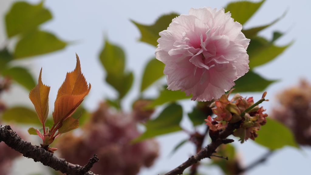 造幣局の桜