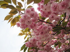 造幣局の桜