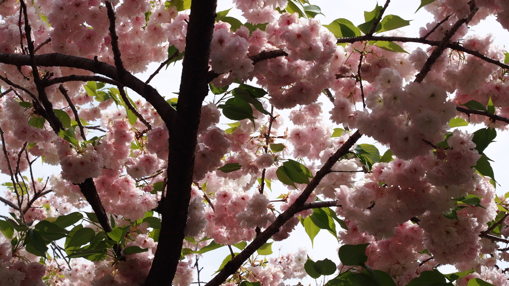 造幣局の桜