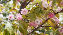 造幣局の桜