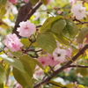 造幣局の桜