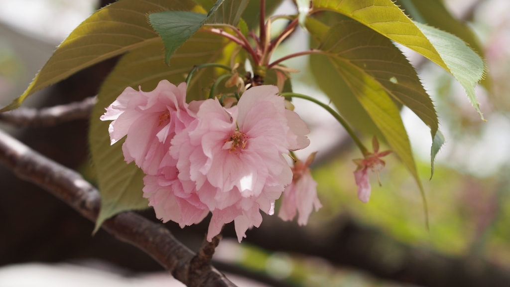 造幣局の桜