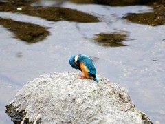 悩み中のカワセミ