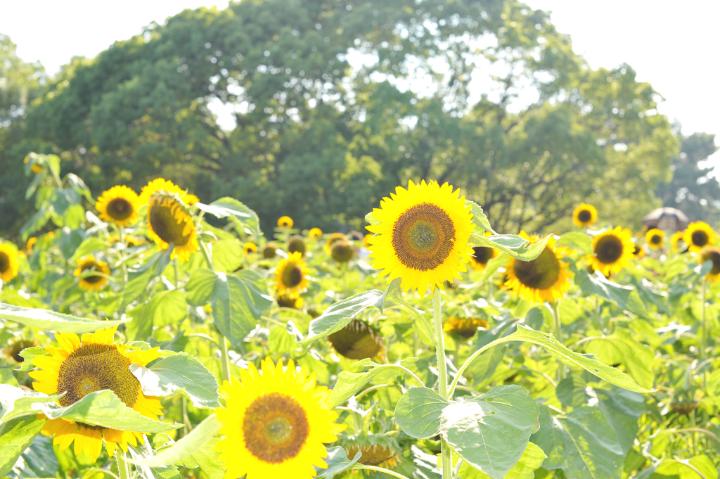 太陽の花