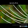 白花彼岸花