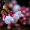 桜速報　ー寝屋川市ー