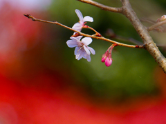越冬桜