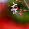 越冬桜