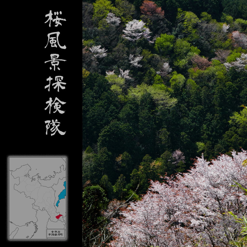 桜風景探検隊