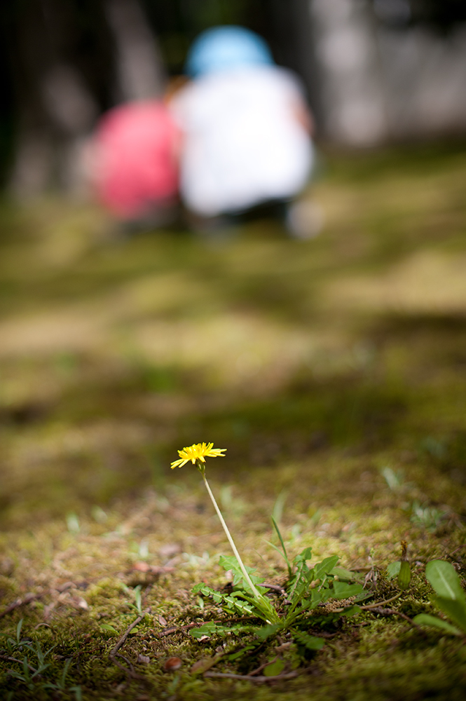 たんぽぽと、こどもたちと。