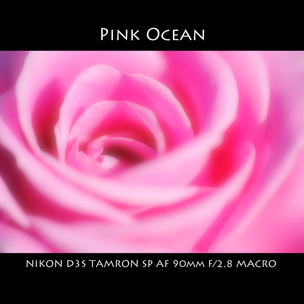 Pink Ocean