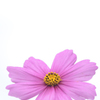 コスモス（秋桜）
