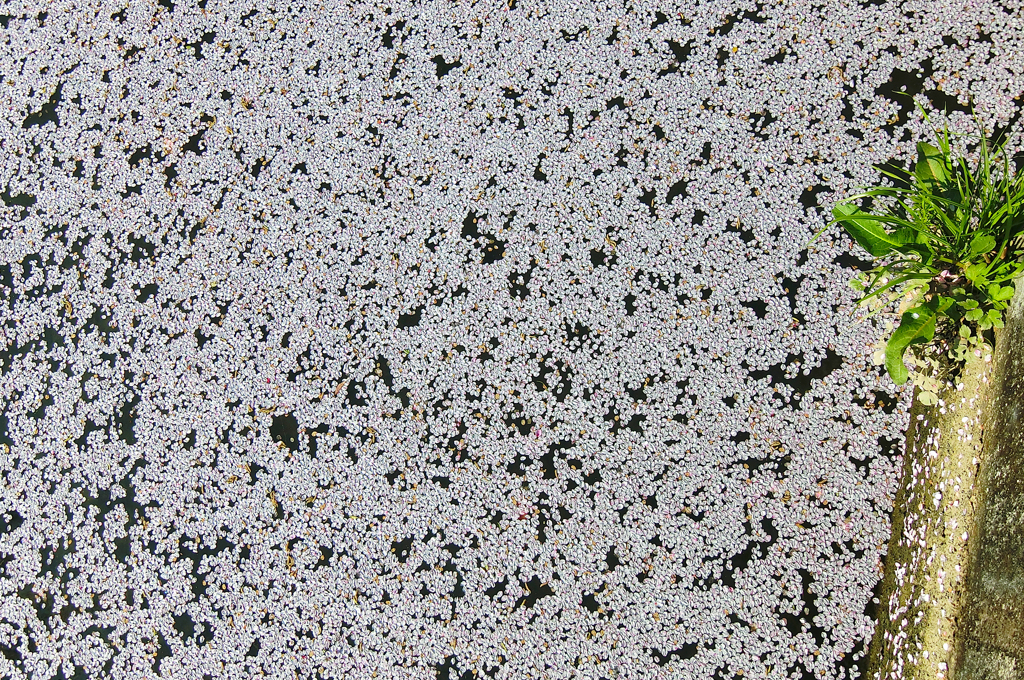 Sakura Walk 7