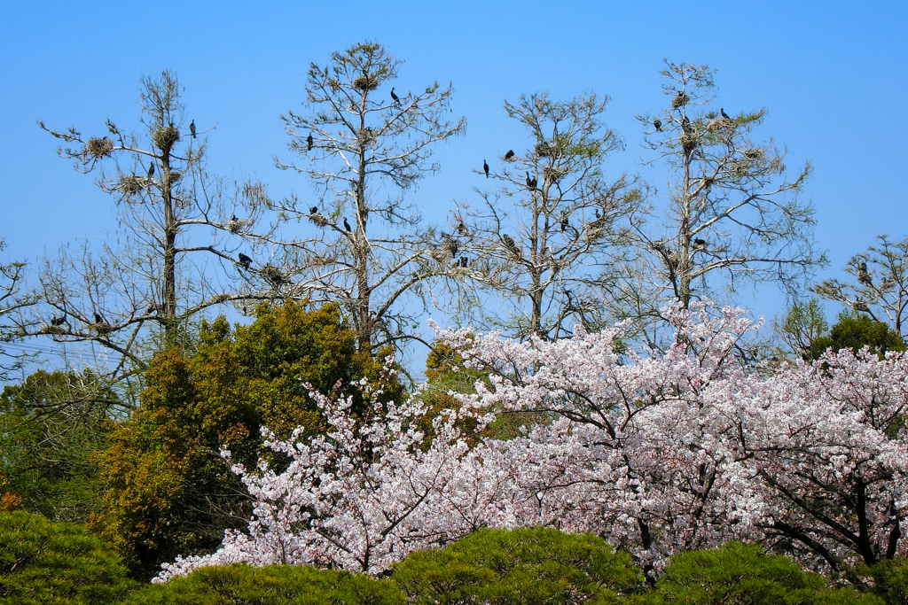 桜を見下ろす鳥たちの絶景マンション
