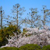 桜を見下ろす鳥たちの絶景マンション
