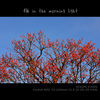 梅 in the morning light