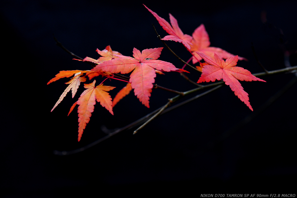 紅化粧