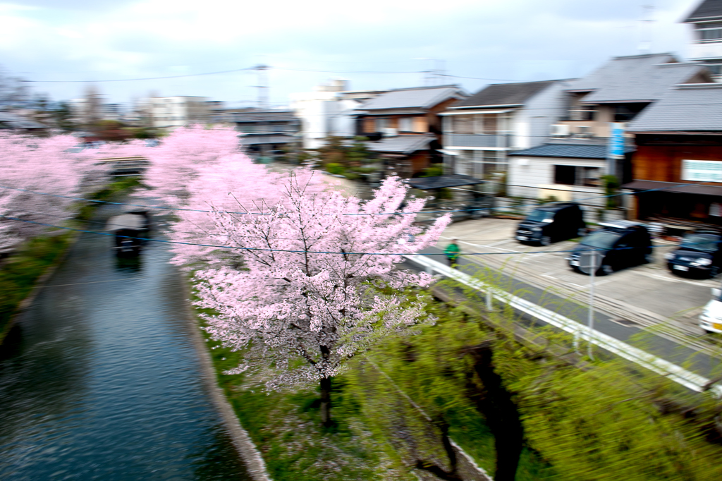 車窓桜