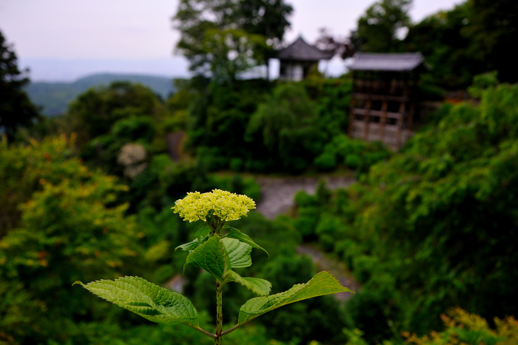 梅雨待ちアジサイ