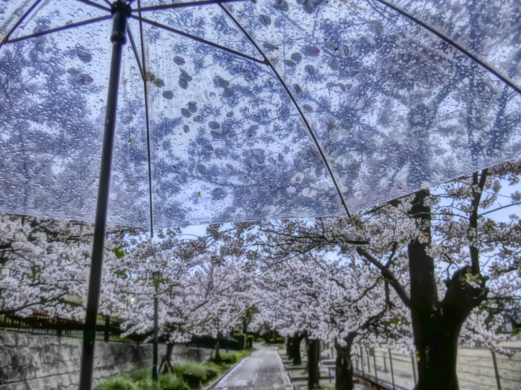 雨音