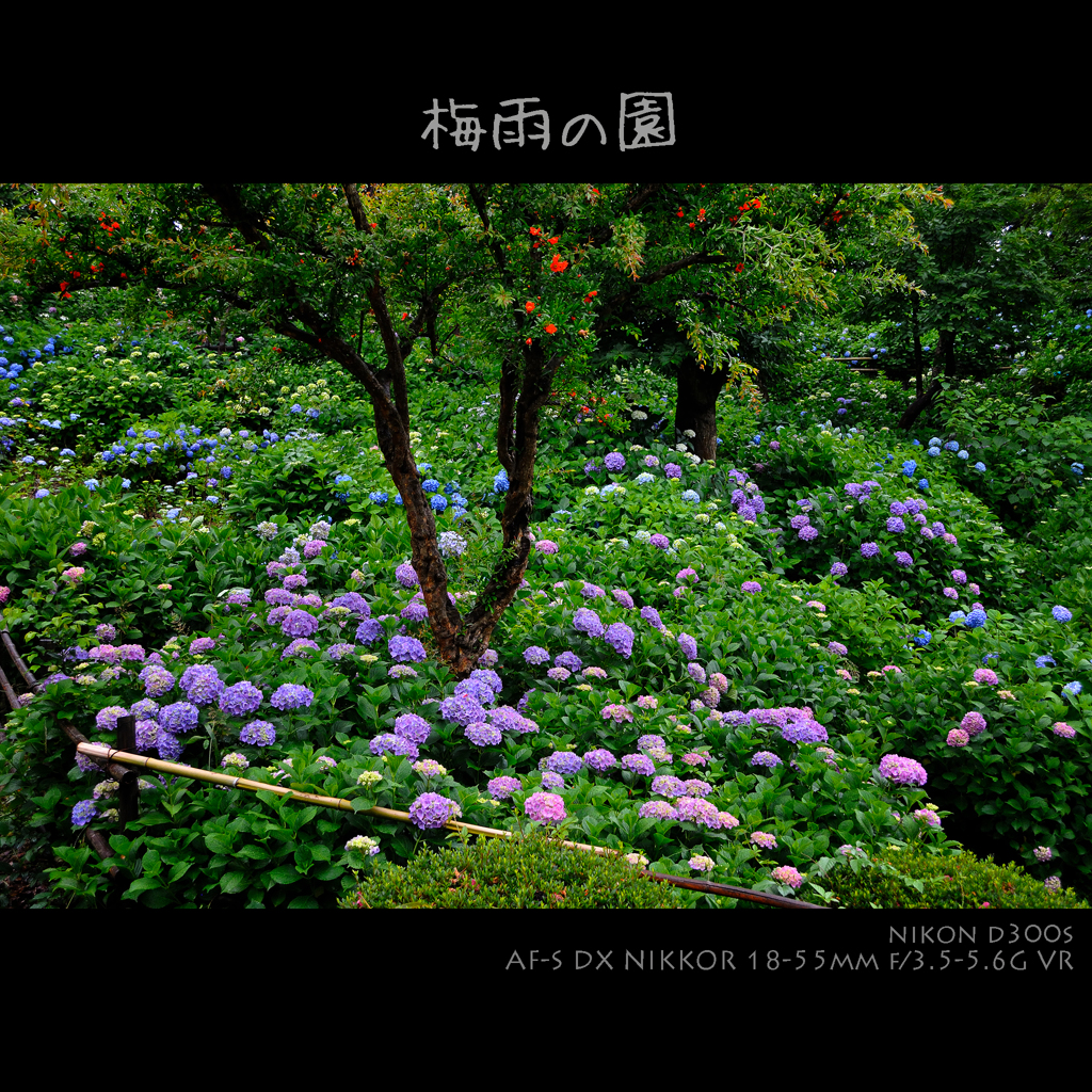 梅雨の園