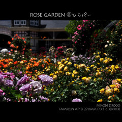 ROSE GARDEN＠ひらパー