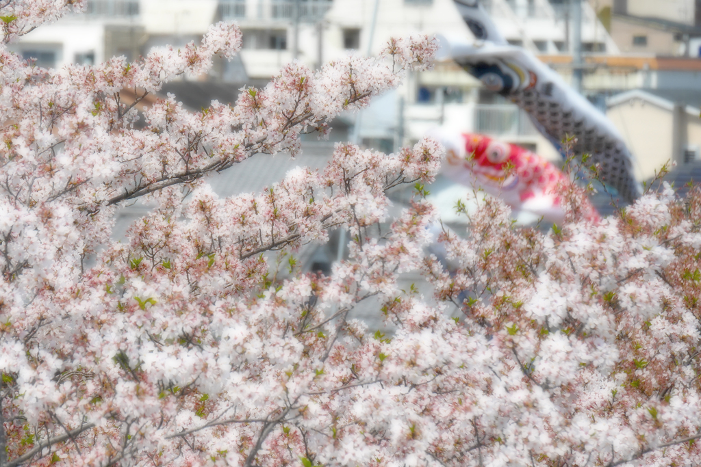 桜の次の季節