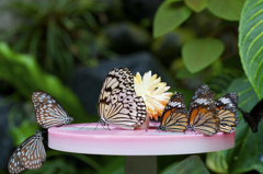 蝶のテーブル