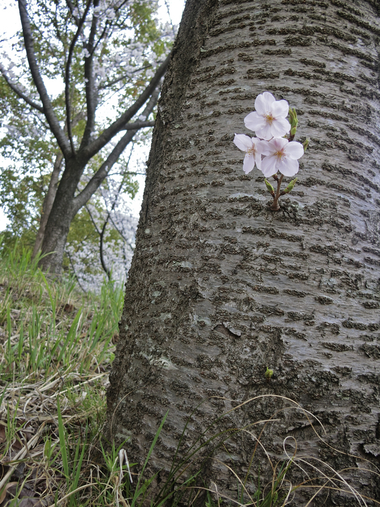 桜