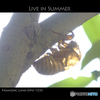 LIVE IN SUMMER