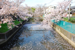 Sakura Walk
