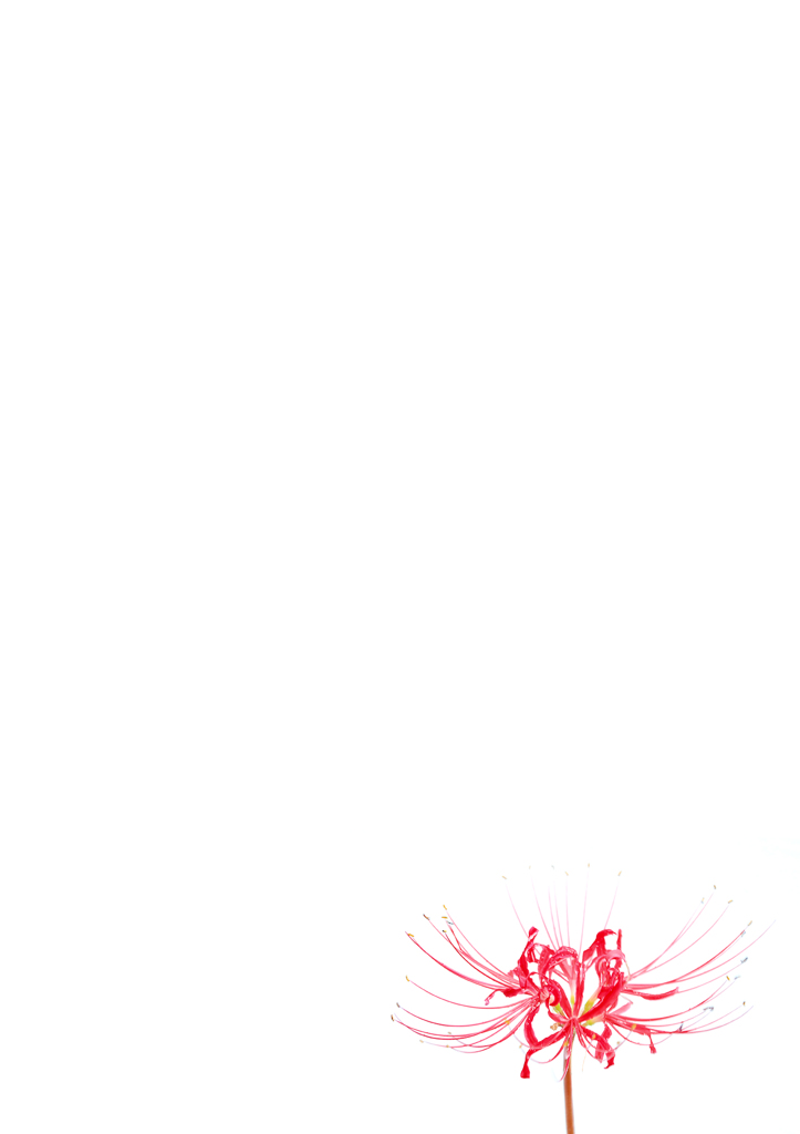 彼岸花　２