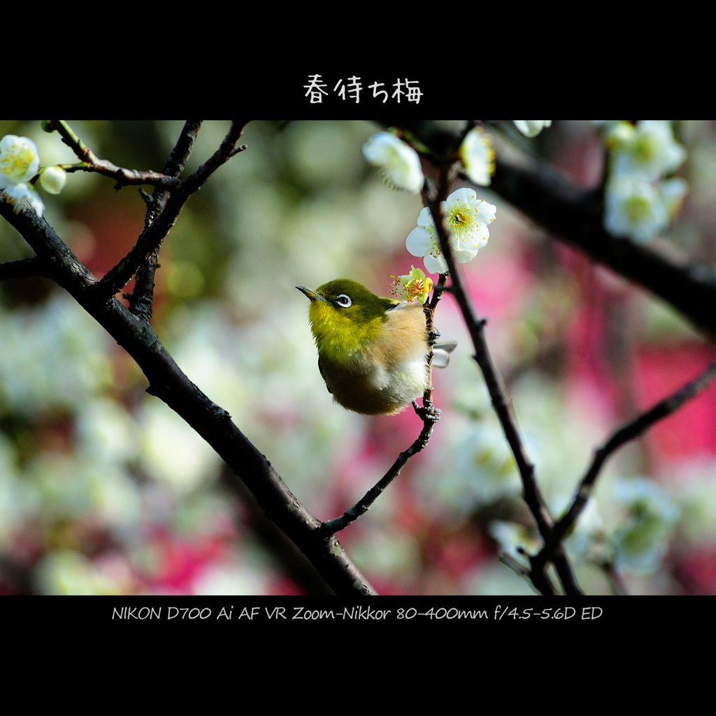 春待ち梅