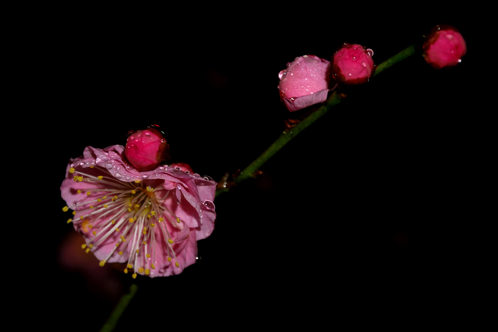 夜梅