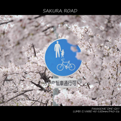 SAKURA ROAD