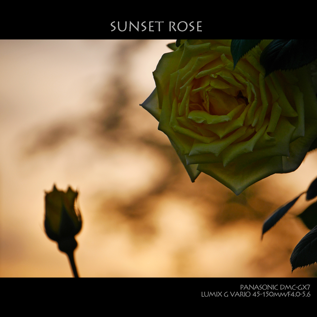 SUNSET ROSE