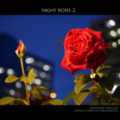 NIGHT ROSES 2